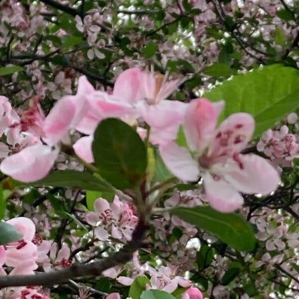 Malus angustifolia Blüte