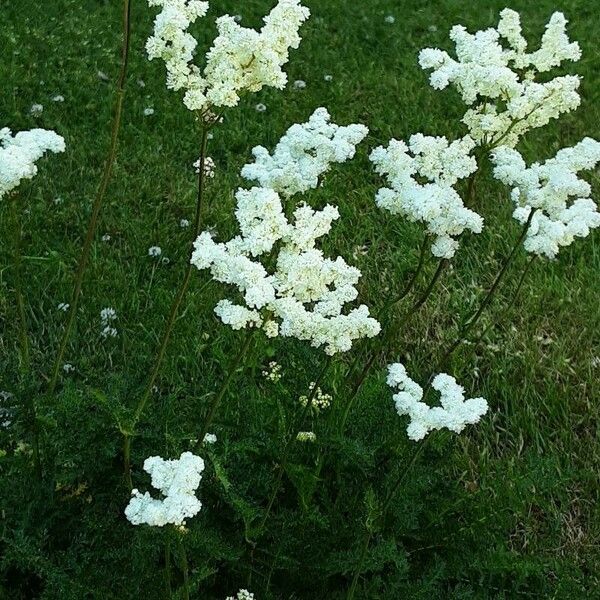 Filipendula vulgaris Floro