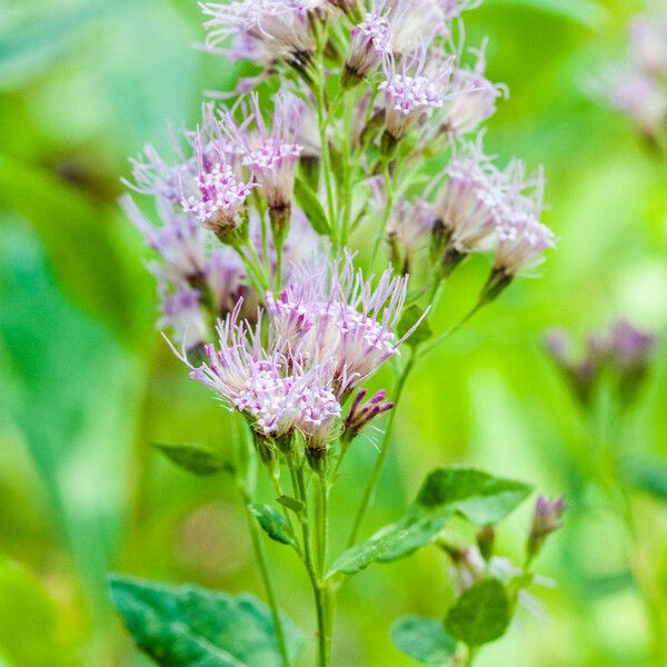 Ageratina occidentalis 花