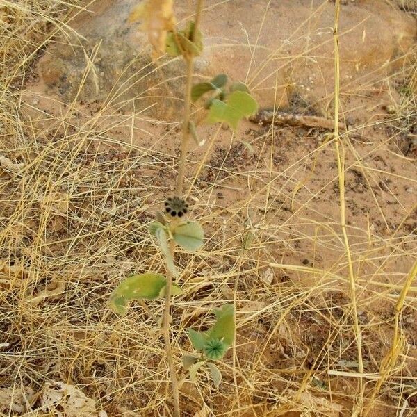 Abutilon indicum Plod