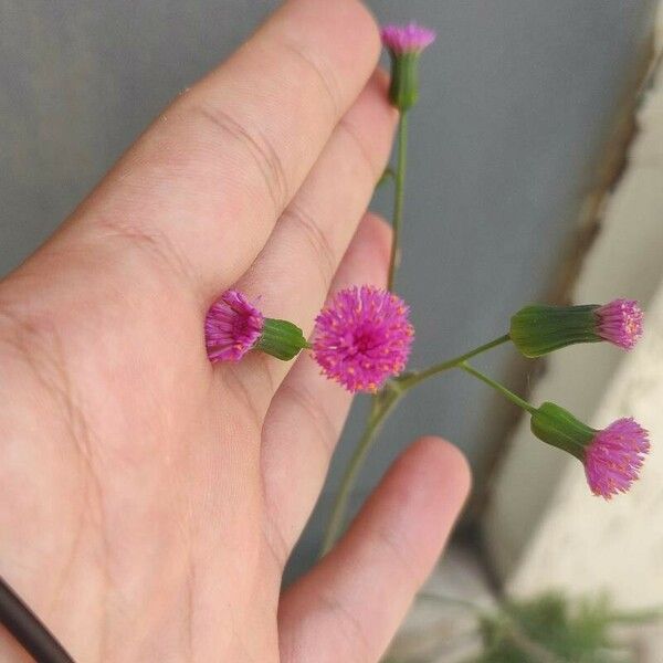 Emilia fosbergii Flower