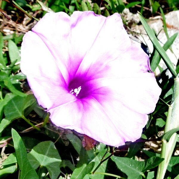 Ipomoea aquatica 花