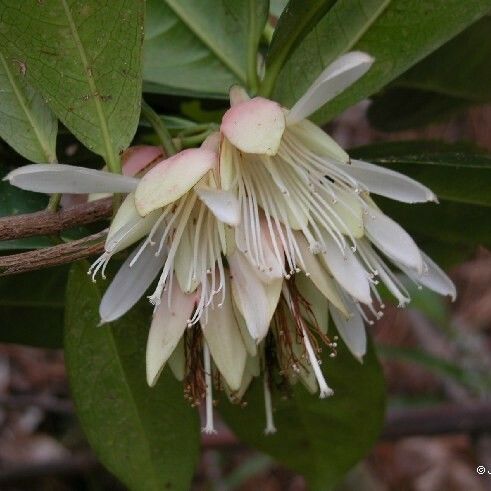 Crossostylis grandiflora Flor
