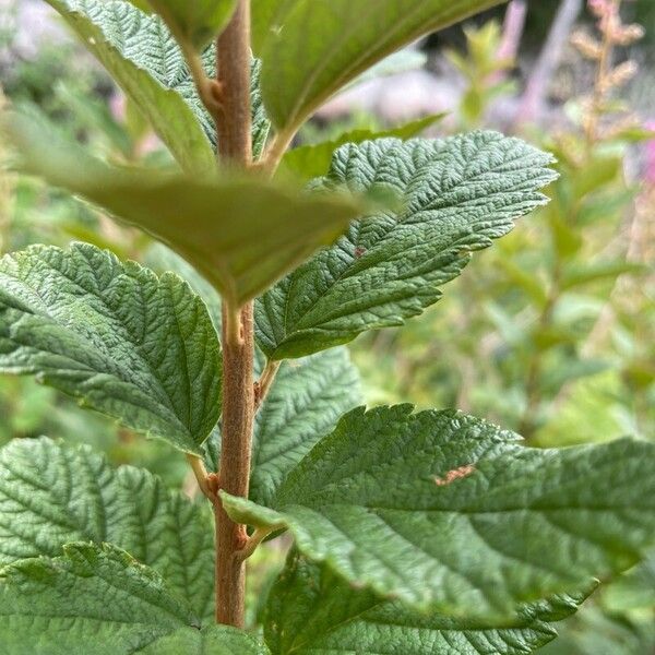 Spiraea tomentosa Kora