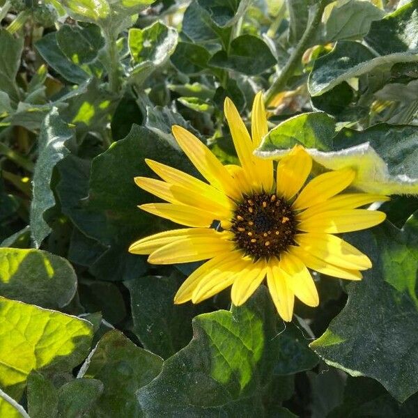 Arctotheca calendula Flor