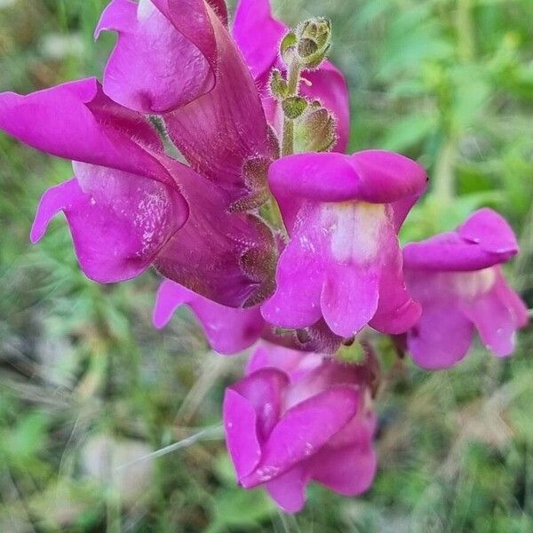 Antirrhinum australe പുഷ്പം