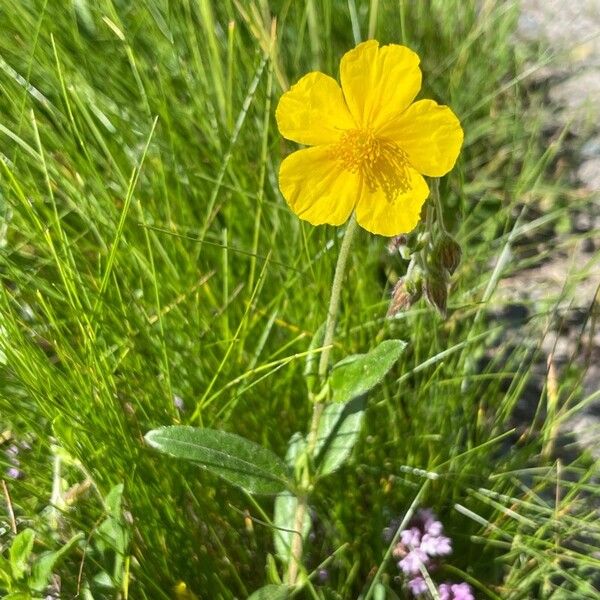 Helianthemum nummularium Çiçek