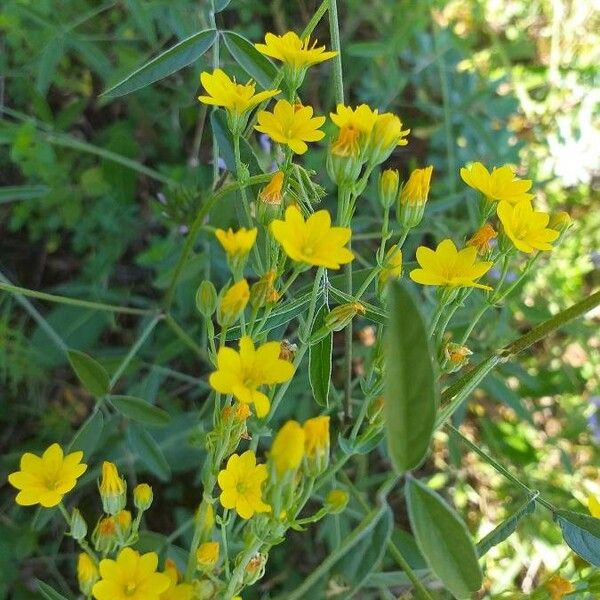 Blackstonia perfoliata 花