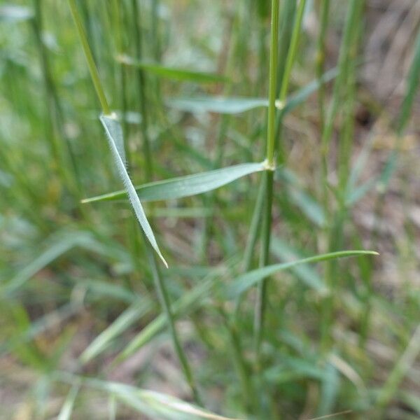 Aegilops neglecta Blatt