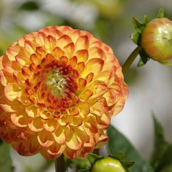 Dahlia pinnata Floare