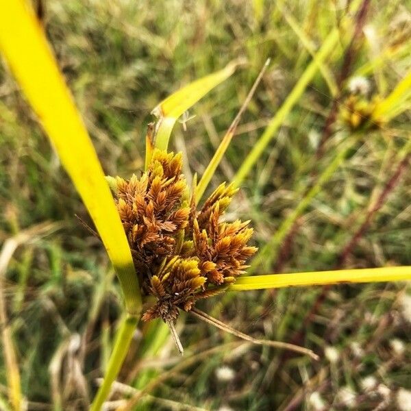 Cyperus eragrostis Lorea