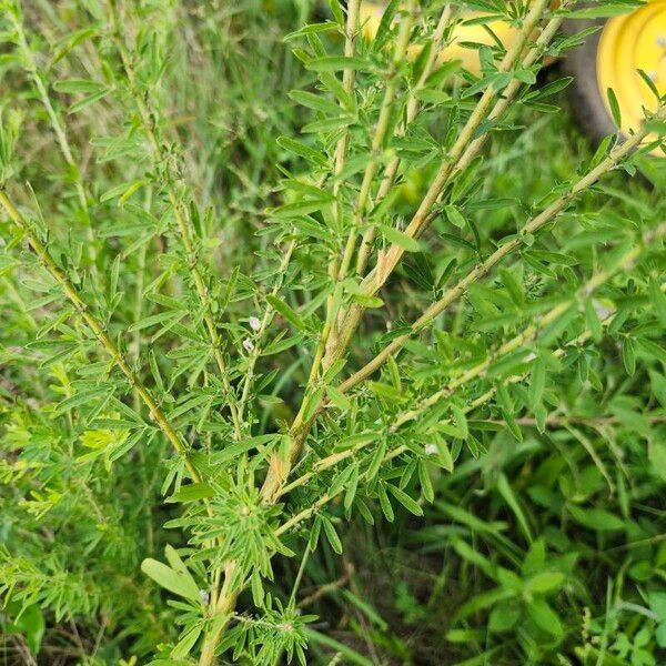 Lespedeza cuneata Liść