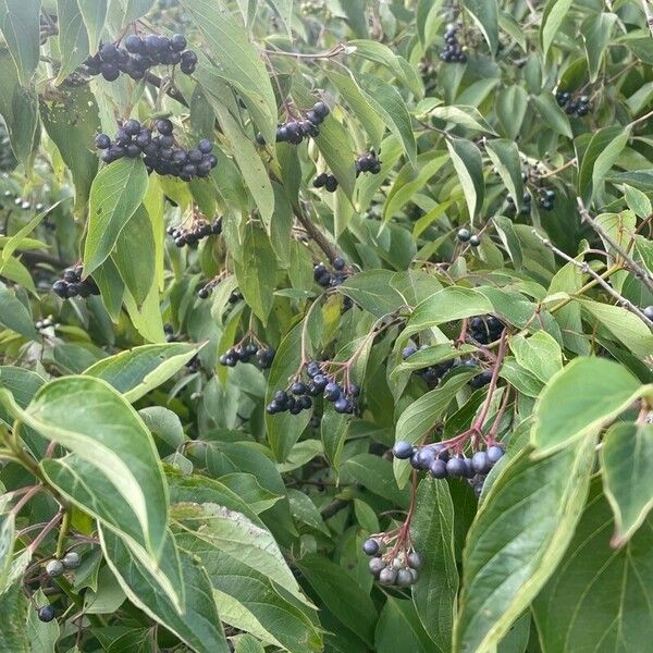 Cornus amomum Frukto