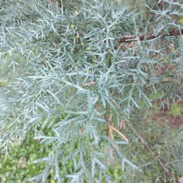 Cupressus arizonica Lapas