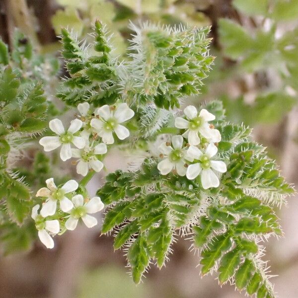 Anthriscus caucalis Flor