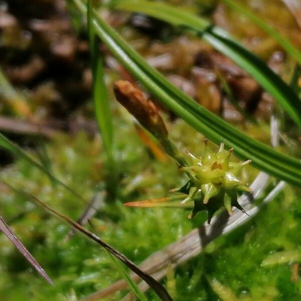 Carex oederi Fruit