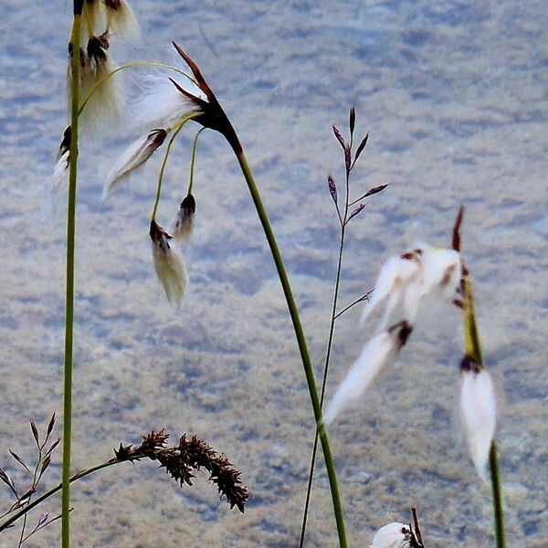 Eriophorum latifolium 形態