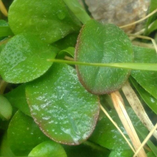 Bellium bellidioides Blatt