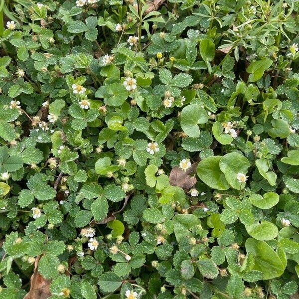 Potentilla sterilis Blomma