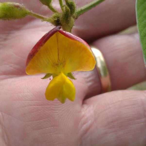 Cajanus cajan Flower