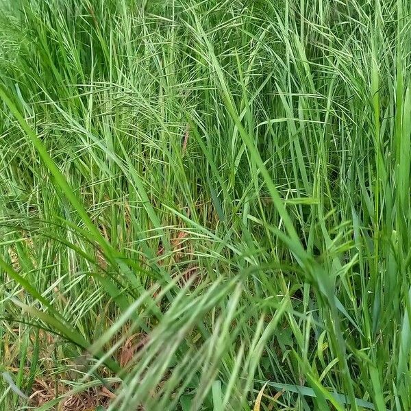 Bromus sterilis Habit