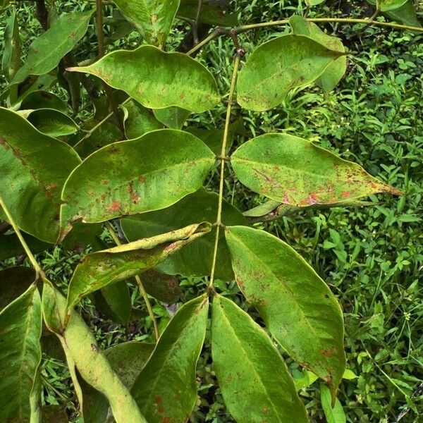Afzelia bipindensis Leaf