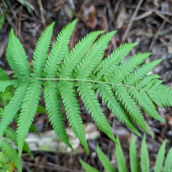 Thelypteris kunthii Liść