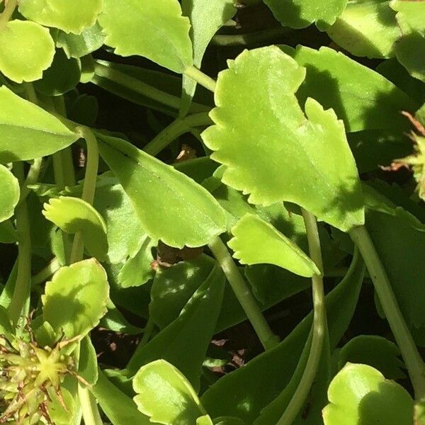 Phedimus aizoon Leaf