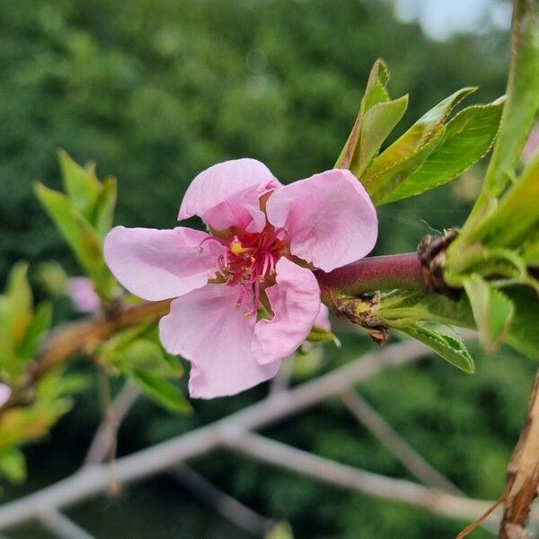 Prunus tenella Flor