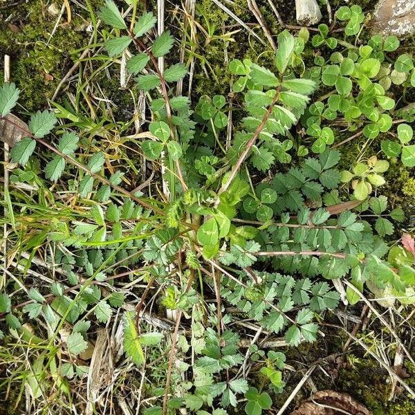 Sanguisorba minor Лист