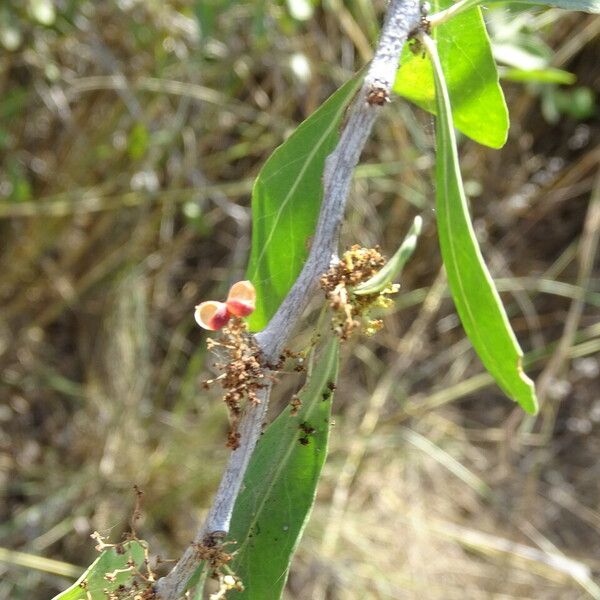 Gymnosporia senegalensis Frucht