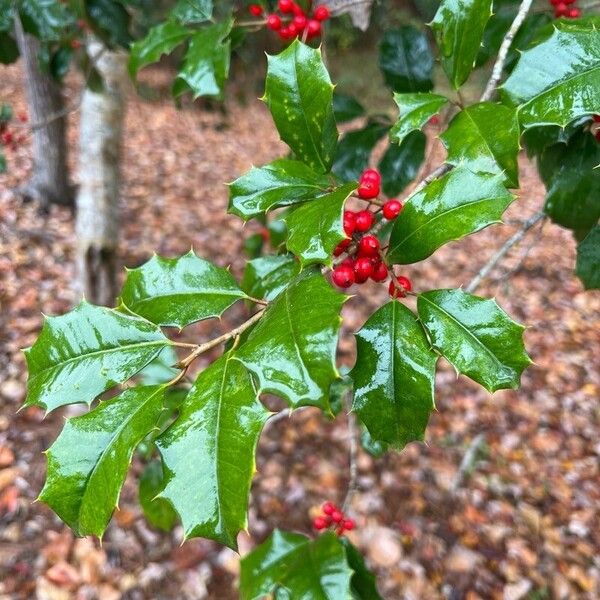 Ilex opaca Folha