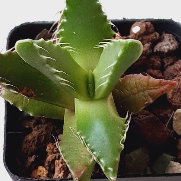 Faucaria tigrina برگ