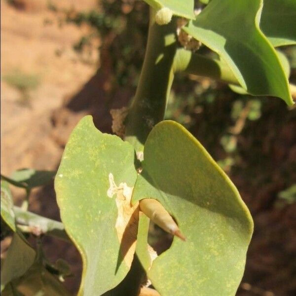 Balanites aegyptiaca Leaf