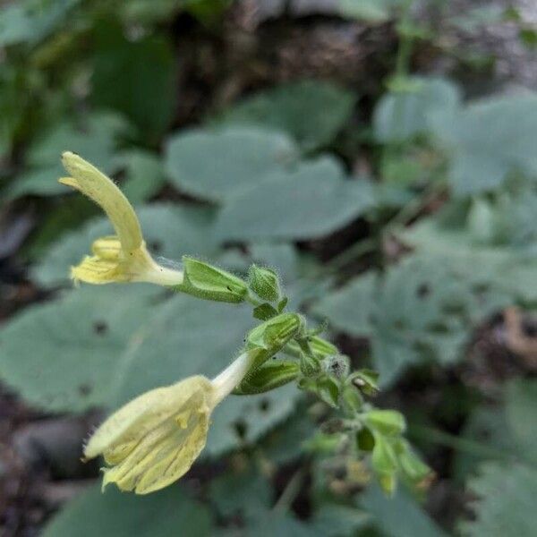 Salvia glutinosa Flower