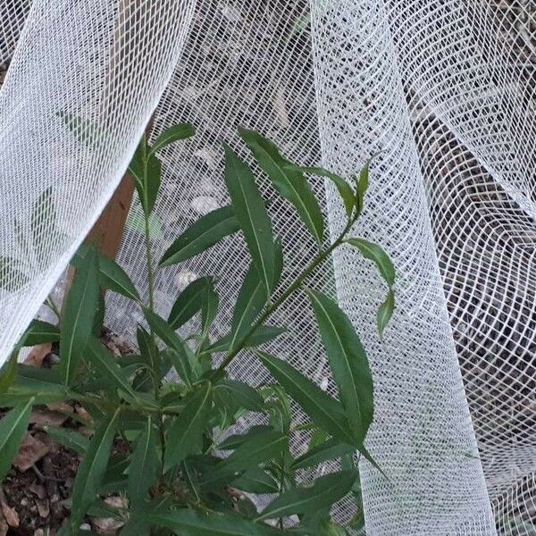 Salix purpurea Blatt