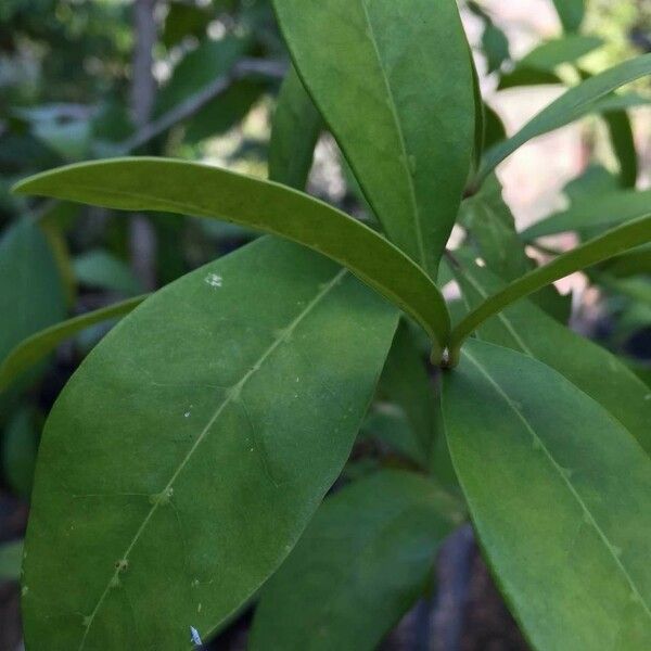 Chionanthus foveolatus Hoja