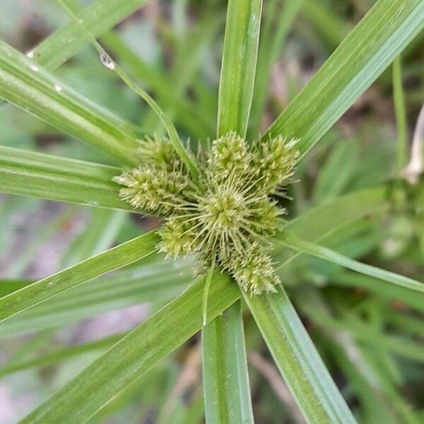 Cyperus aggregatus Flower