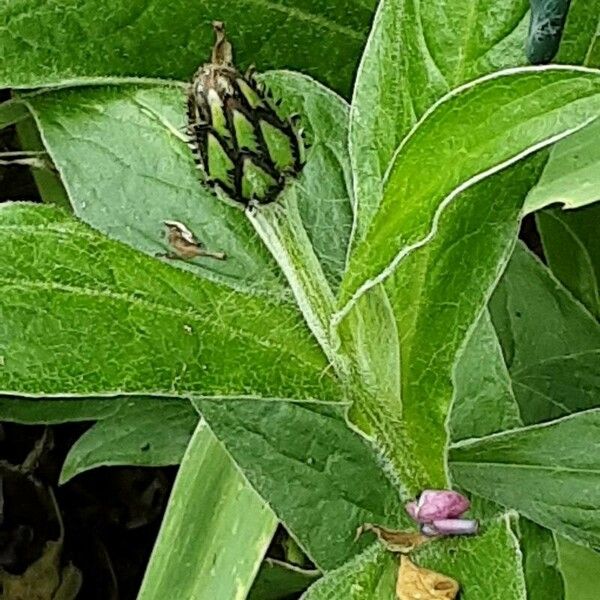 Centaurea triumfettii 花