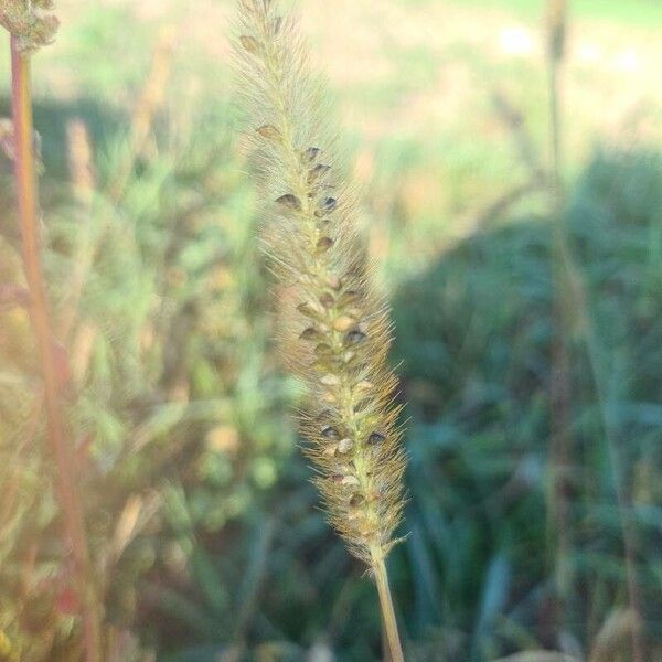 Setaria pumila Vaisius