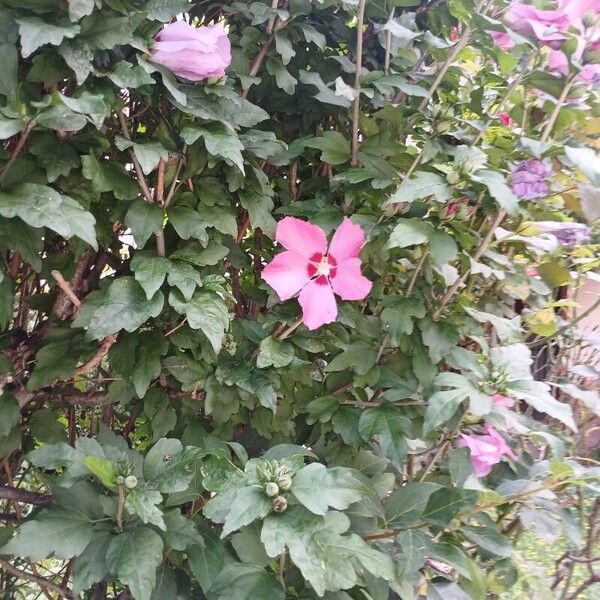 Hibiscus syriacus عادت