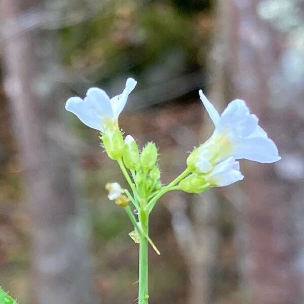 Arabidopsis thaliana Blodyn