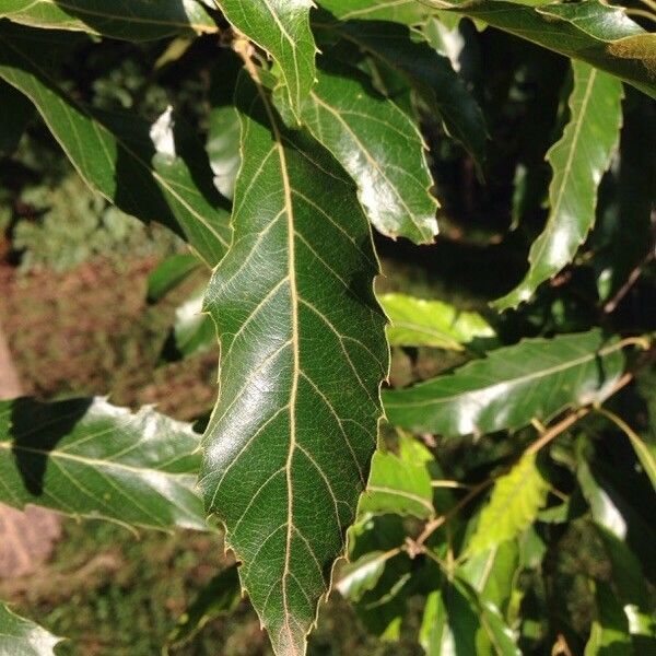 Quercus castaneifolia Leaf