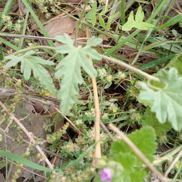 Convolvulus althaeoides Leaf