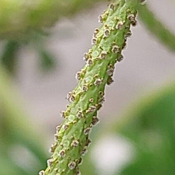 Callisia navicularis Fruit