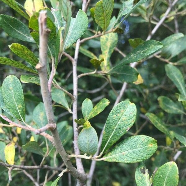 Salix atrocinerea Blad