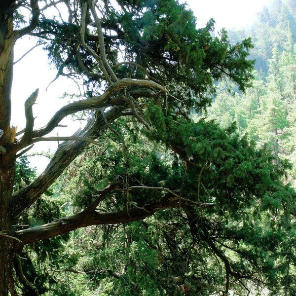 Juniperus cedrus Habitat