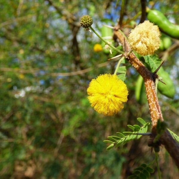 Acacia farnesiana ফুল