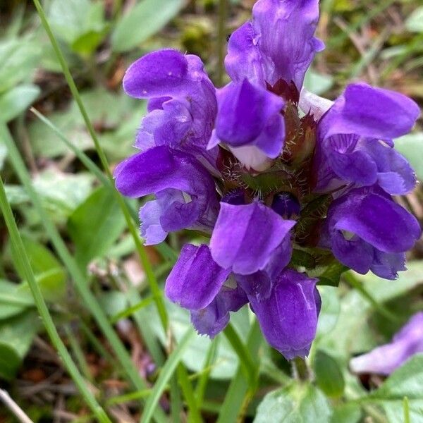 Prunella grandiflora 花