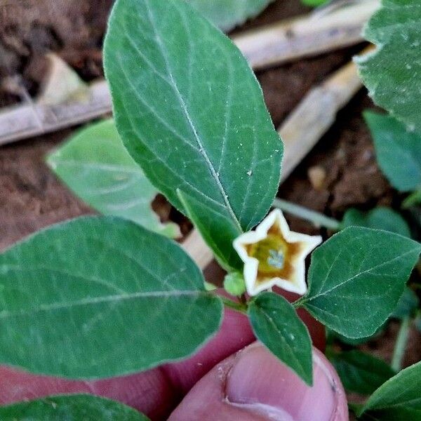 Physalis angulata 花